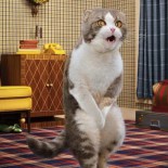 Как отучить кота метить дома
