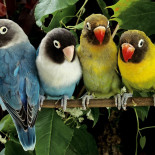 Особенности различных пород говорящих попугаев